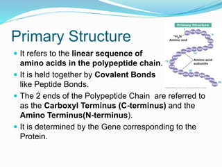 Primary Structure
 It refers to the linear sequence of
amino acids in the polypeptide chain.
 It is held together by Covalent Bonds
like Peptide Bonds.
 The 2 ends of the Polypeptide Chain are referred to
as the Carboxyl Terminus (C-terminus) and the
Amino Terminus(N-terminus).
 It is determined by the Gene corresponding to the
Protein.
 