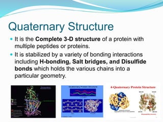 Quaternary Structure
 It is the Complete 3-D structure of a protein with
multiple peptides or proteins.
 It is stabilized by a variety of bonding interactions
including H-bonding, Salt bridges, and Disulfide
bonds which holds the various chains into a
particular geometry.
 