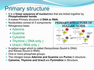 Primary structure
 It is a linear sequence of nucleotides that are linked together by
Phosphodiester bonds.
 It makes Primary structure of DNA or RNA.
 Nucleotides consist of 3 components:
 Nitrogenous base;
 Adenine
 Guanine
 Cytosine
 Thymine ( DNA only )
 Uracil ( RNA only )
 5-carbon sugar which is called Deoxyribose (found in DNA)
and Ribose (found in RNA).
 One or more phosphate groups.
 The nitrogen bases Adenine and Guanine are Purine in structure .
 Cytosine, Thymine and Uracil are Pyrimidine in Structure.
 