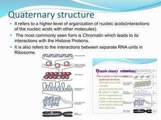 Quaternary structure
 It refers to a higher-level of organization of nucleic acids(interactions
of the nucleic acids with other molecules).
 The most commonly seen form is Chromatin which leads to its
interactions with the Histone Proteins.
 It is also refers to the interactions between separate RNA units in
Ribosome.
 