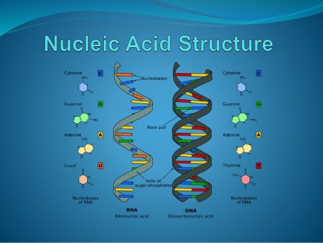 Nucleic Acid / Protein structure & Functions