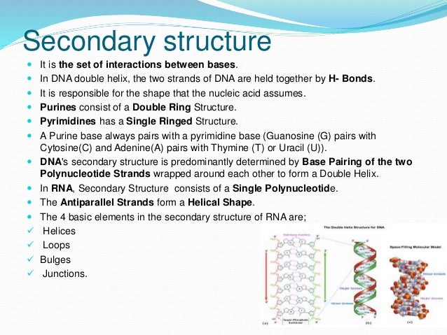 nucleic acid protein structure functions what is the function of nucleic acids