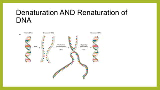 Denauturation nucleic acid structure.pdf
