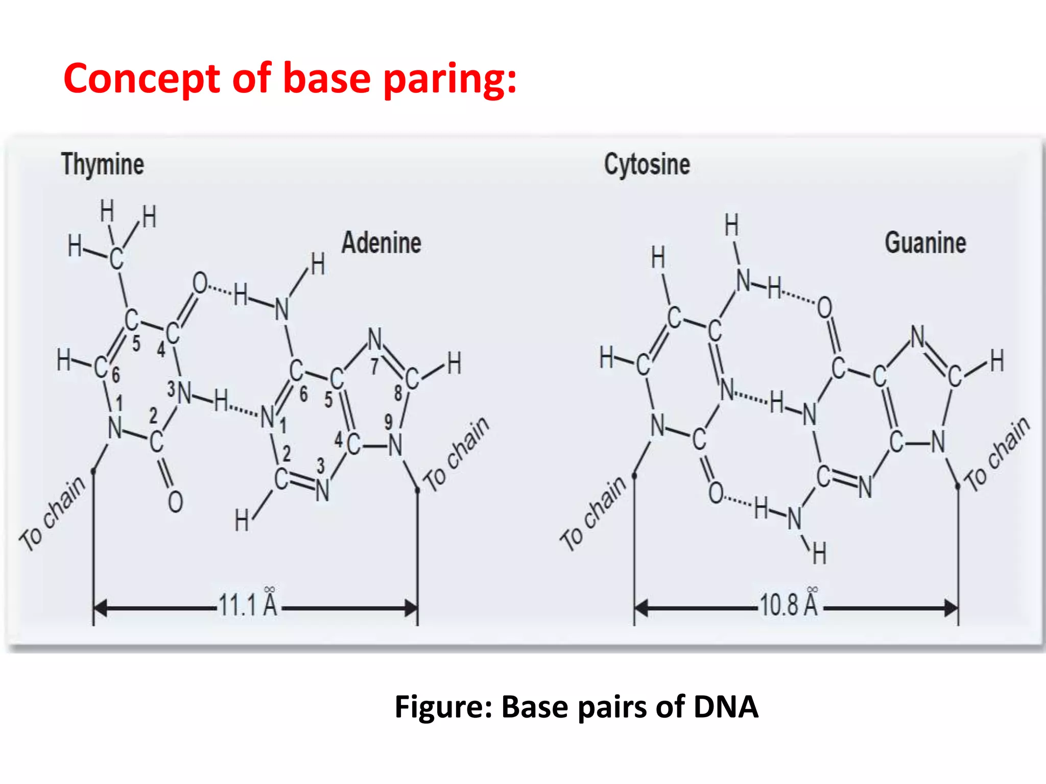 Concept of base paring:
Figure: Base pairs of DNA
 