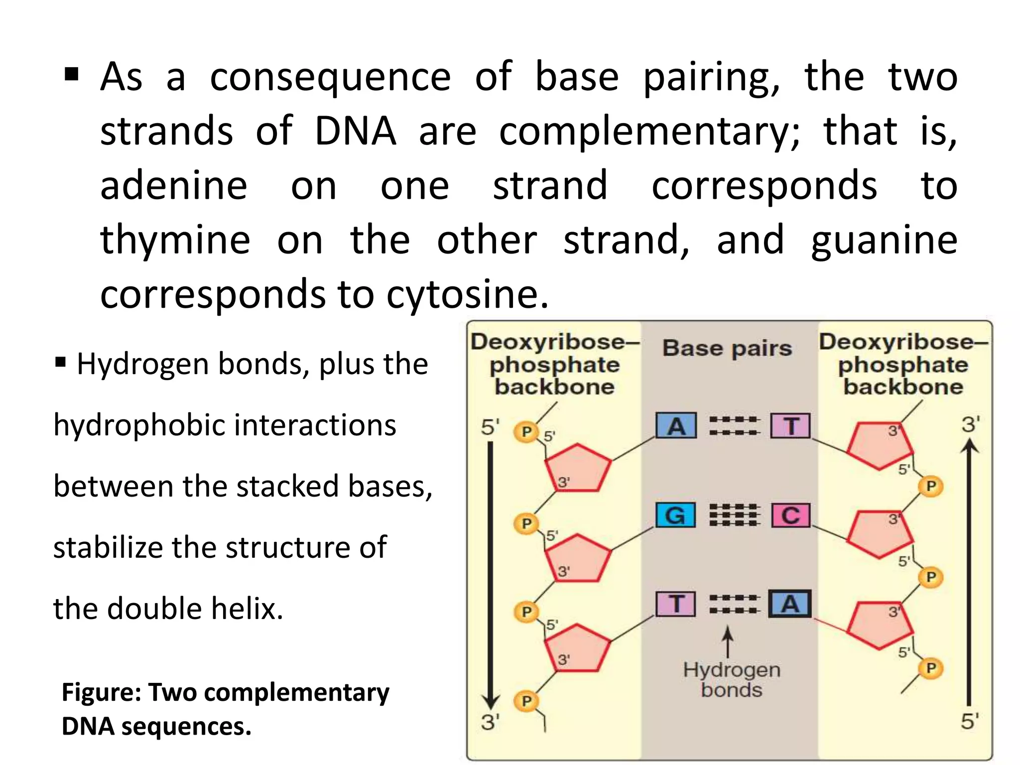  As a consequence of base pairing, the two
strands of DNA are complementary; that is,
adenine on one strand corresponds to
thymine on the other strand, and guanine
corresponds to cytosine.
Figure: Two complementary
DNA sequences.
 Hydrogen bonds, plus the
hydrophobic interactions
between the stacked bases,
stabilize the structure of
the double helix.
 