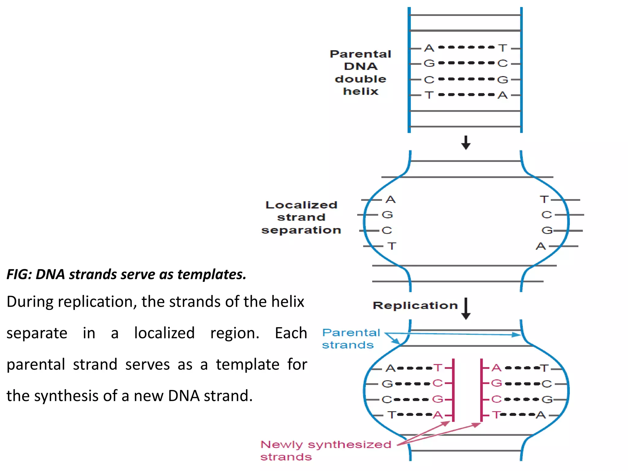 FIG: DNA strands serve as templates.
During replication, the strands of the helix
separate in a localized region. Each
parental strand serves as a template for
the synthesis of a new DNA strand.
 