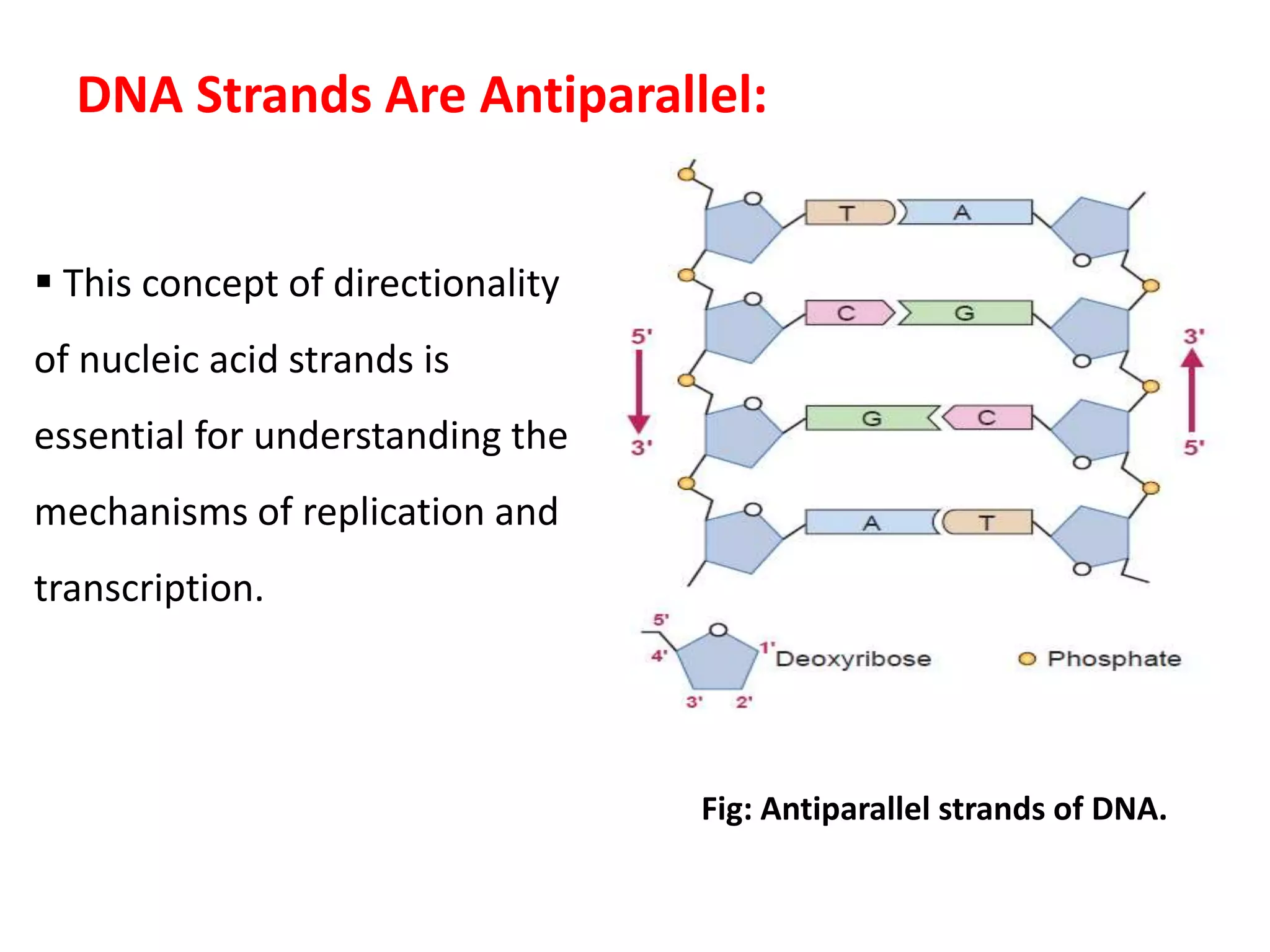 DNA Strands Are Antiparallel:
Fig: Antiparallel strands of DNA.
 This concept of directionality
of nucleic acid strands is
essential for understanding the
mechanisms of replication and
transcription.
 