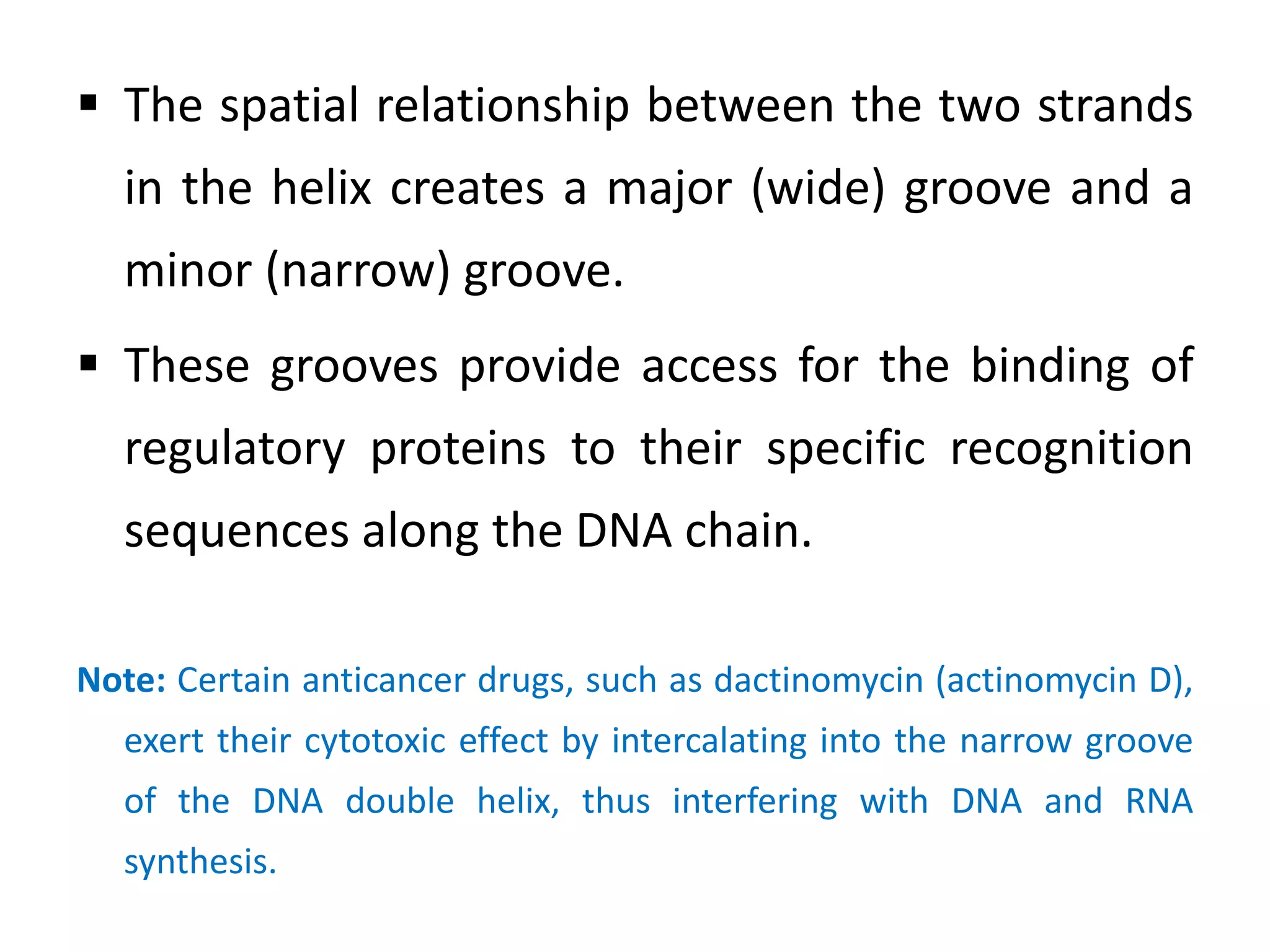  The spatial relationship between the two strands
in the helix creates a major (wide) groove and a
minor (narrow) groove.
 These grooves provide access for the binding of
regulatory proteins to their specific recognition
sequences along the DNA chain.
Note: Certain anticancer drugs, such as dactinomycin (actinomycin D),
exert their cytotoxic effect by intercalating into the narrow groove
of the DNA double helix, thus interfering with DNA and RNA
synthesis.
 