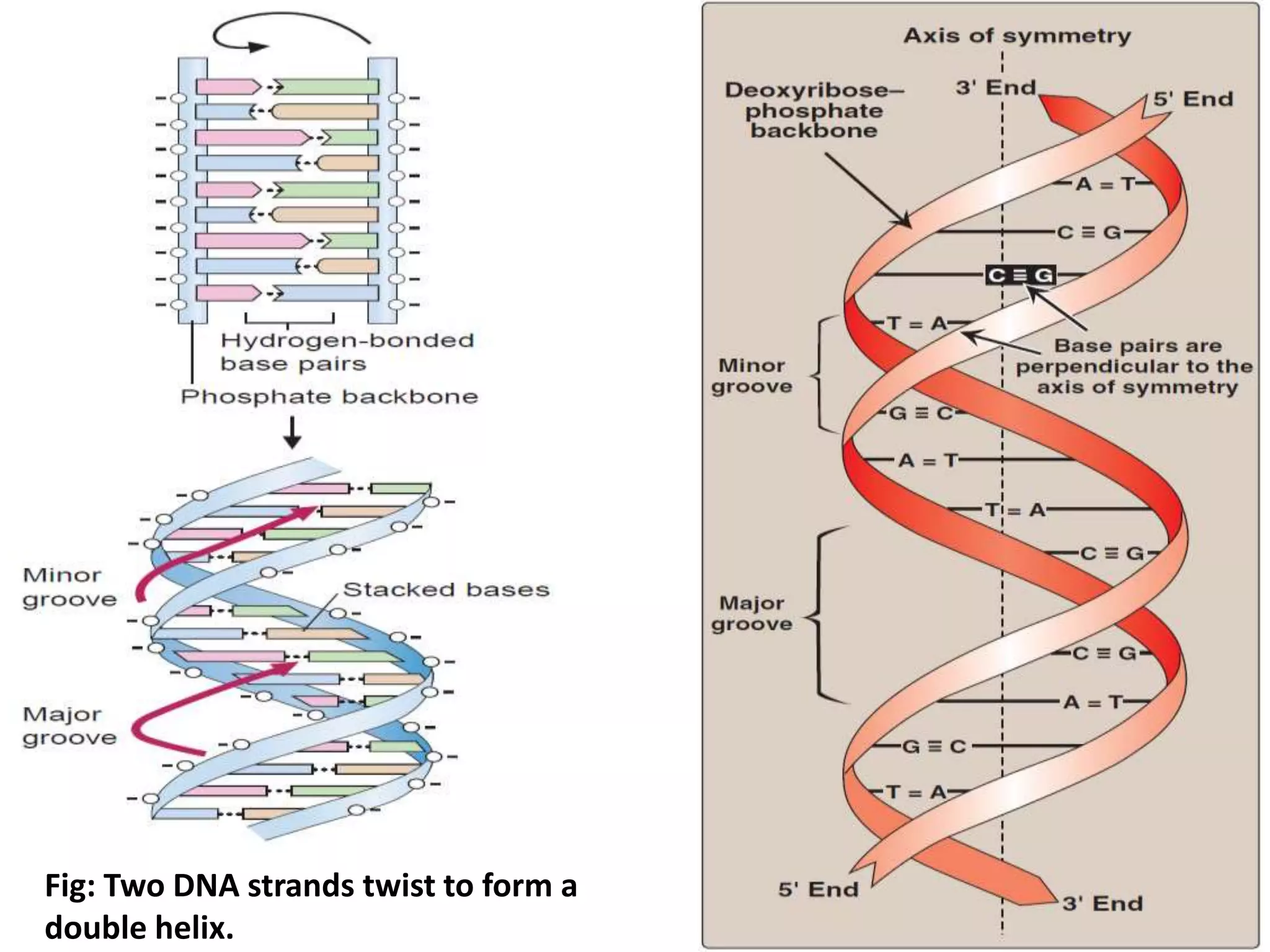 Fig: Two DNA strands twist to form a
double helix.
 