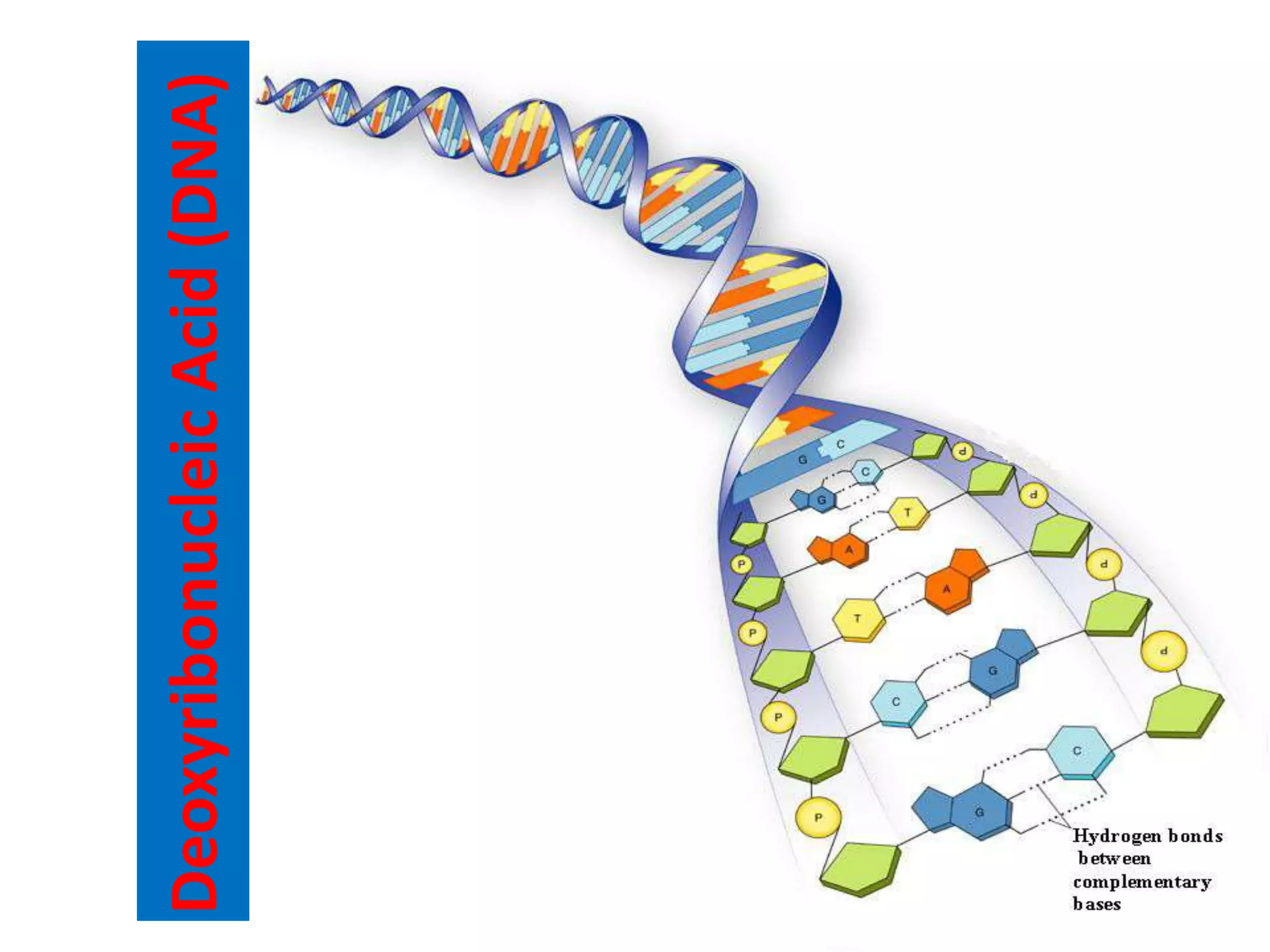 DeoxyribonucleicAcid(DNA)
 