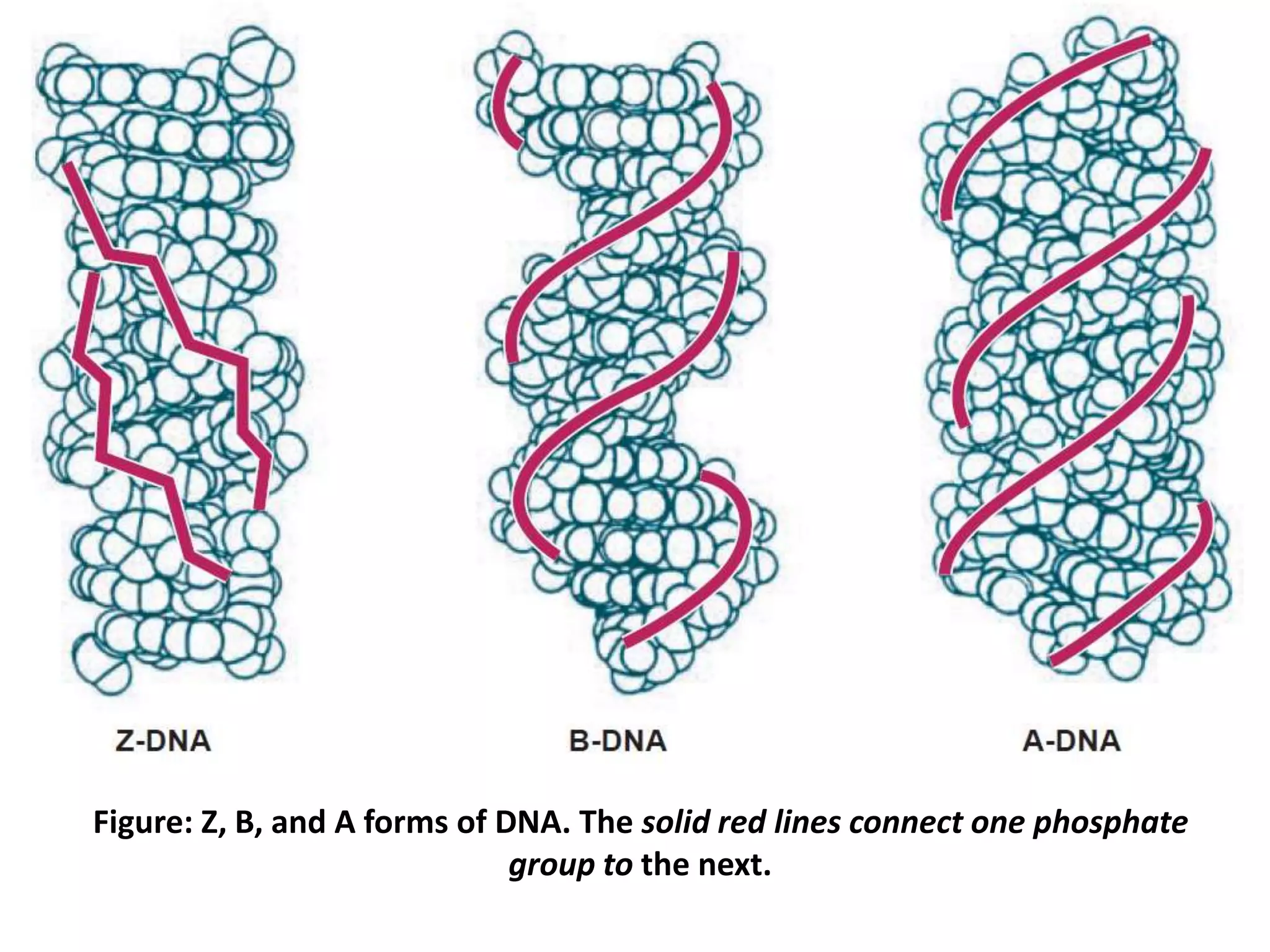 Figure: Z, B, and A forms of DNA. The solid red lines connect one phosphate
group to the next.
 