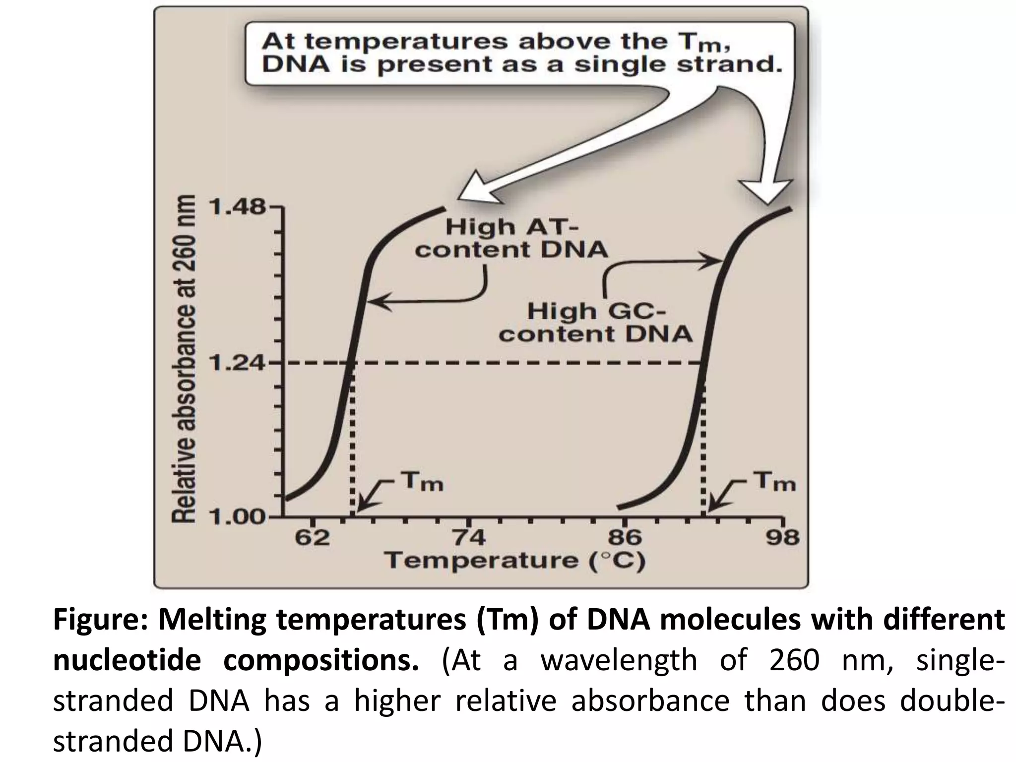 Figure: Melting temperatures (Tm) of DNA molecules with different
nucleotide compositions. (At a wavelength of 260 nm, single-
stranded DNA has a higher relative absorbance than does double-
stranded DNA.)
 