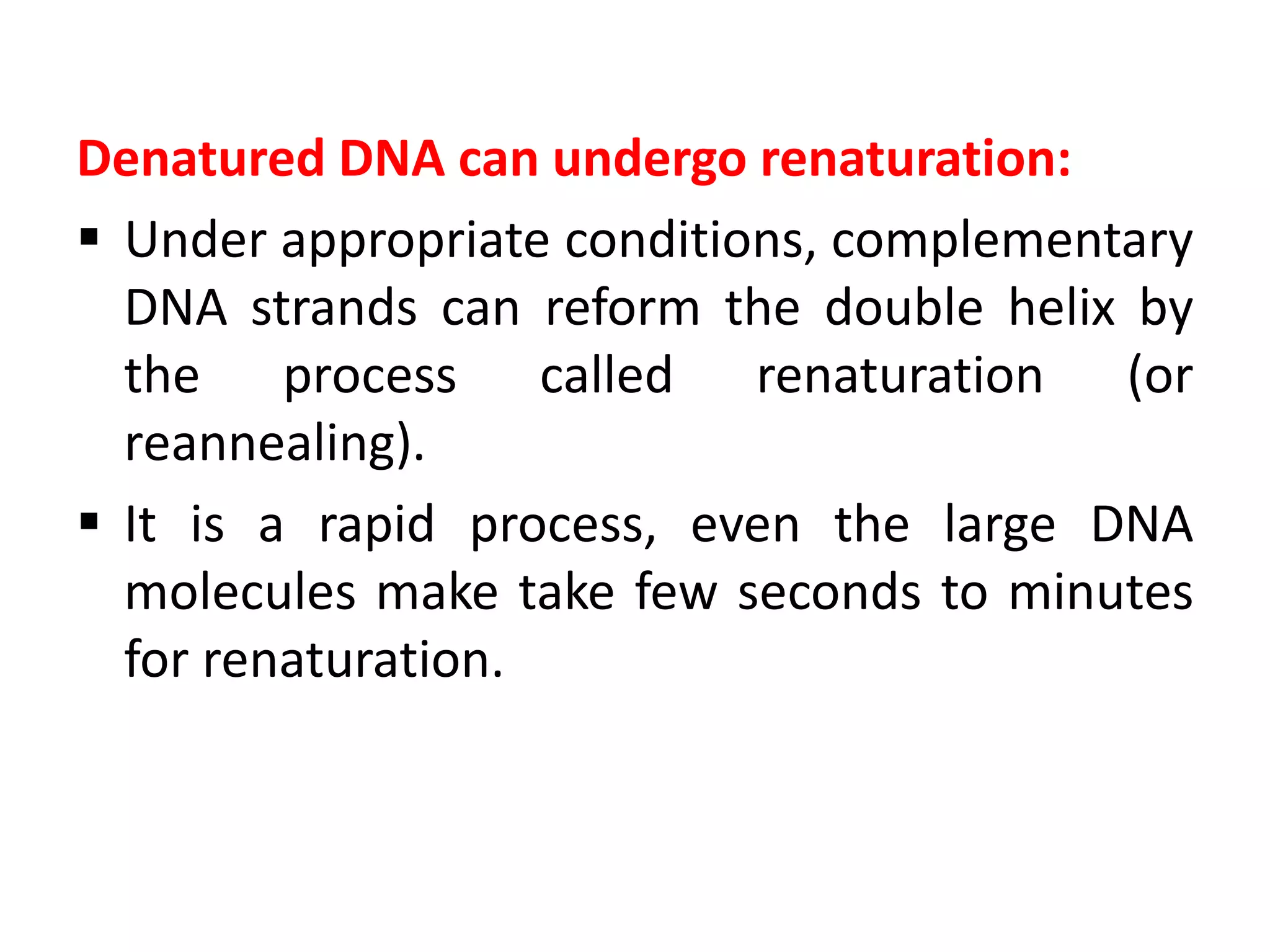 Denatured DNA can undergo renaturation:
 Under appropriate conditions, complementary
DNA strands can reform the double helix by
the process called renaturation (or
reannealing).
 It is a rapid process, even the large DNA
molecules make take few seconds to minutes
for renaturation.
 