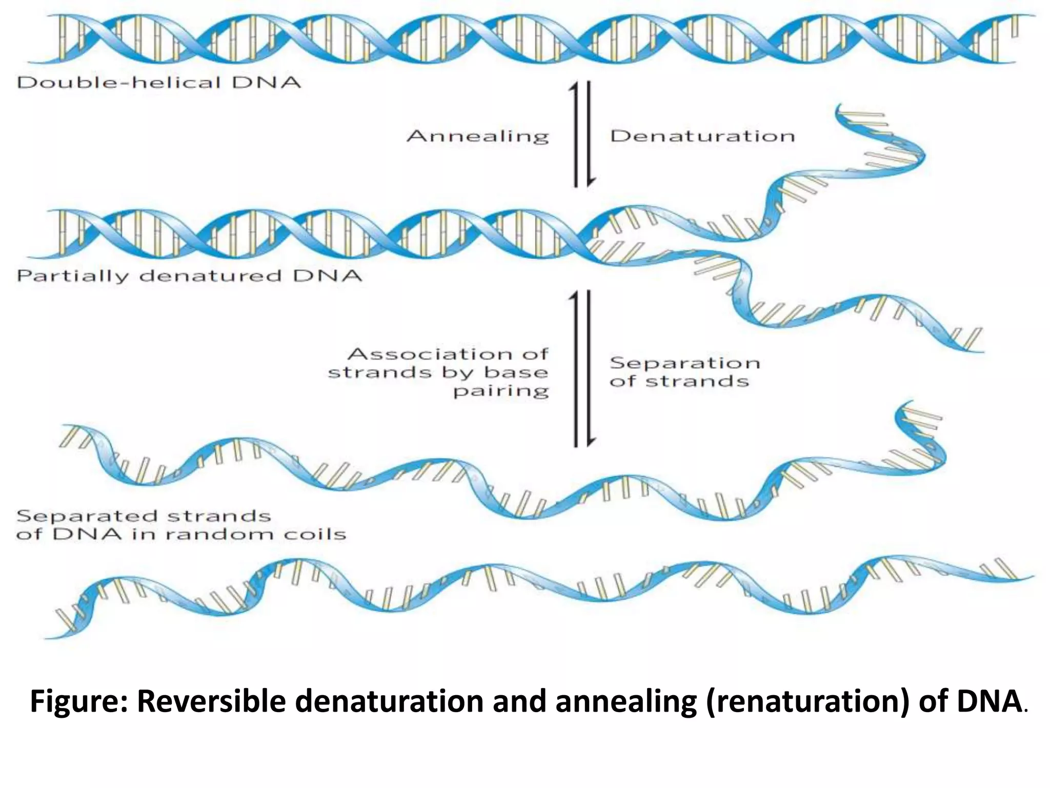 Figure: Reversible denaturation and annealing (renaturation) of DNA.
 