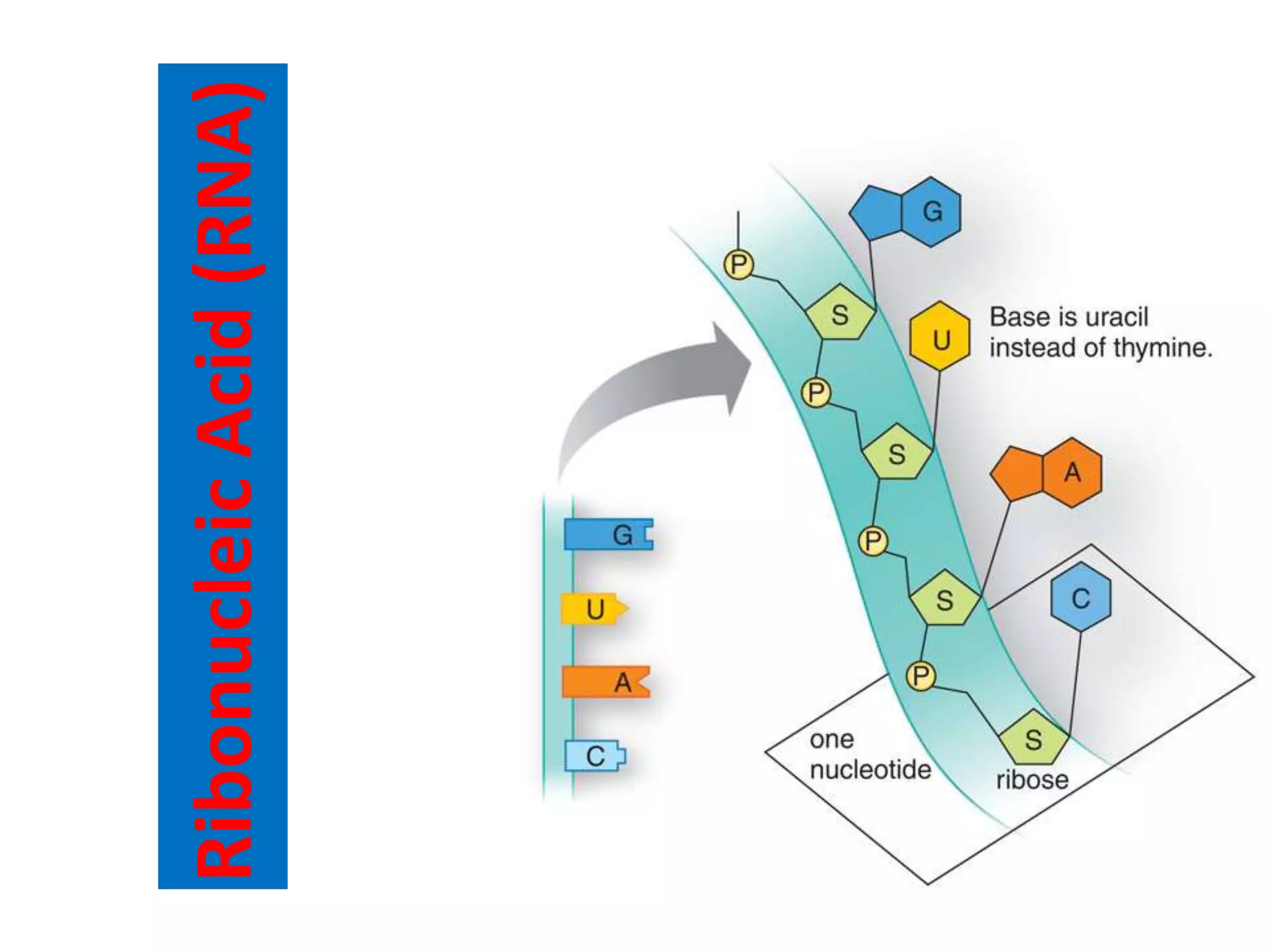 RibonucleicAcid(RNA)
 