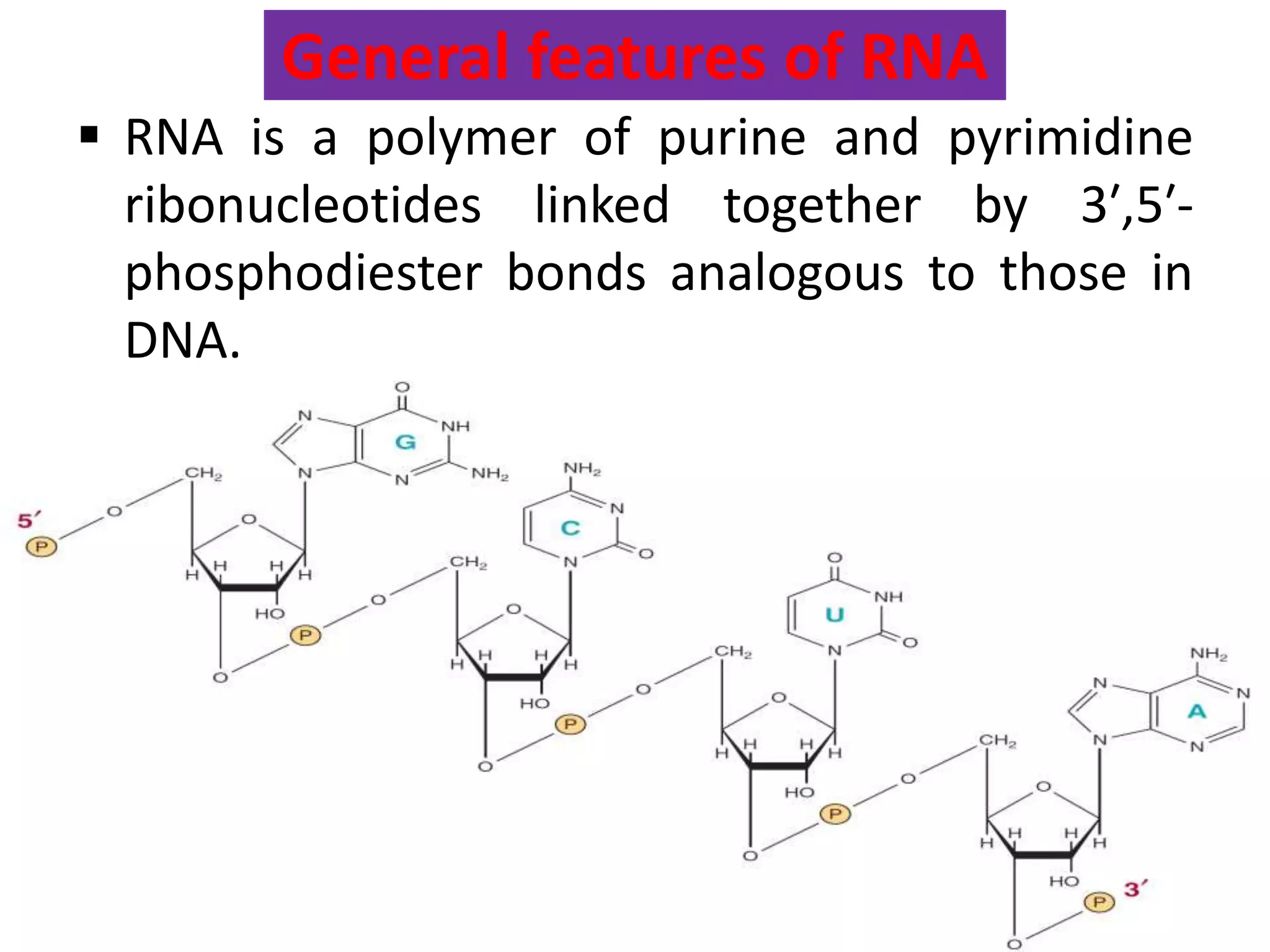 General features of RNA
 RNA is a polymer of purine and pyrimidine
ribonucleotides linked together by 3′,5′-
phosphodiester bonds analogous to those in
DNA.
 