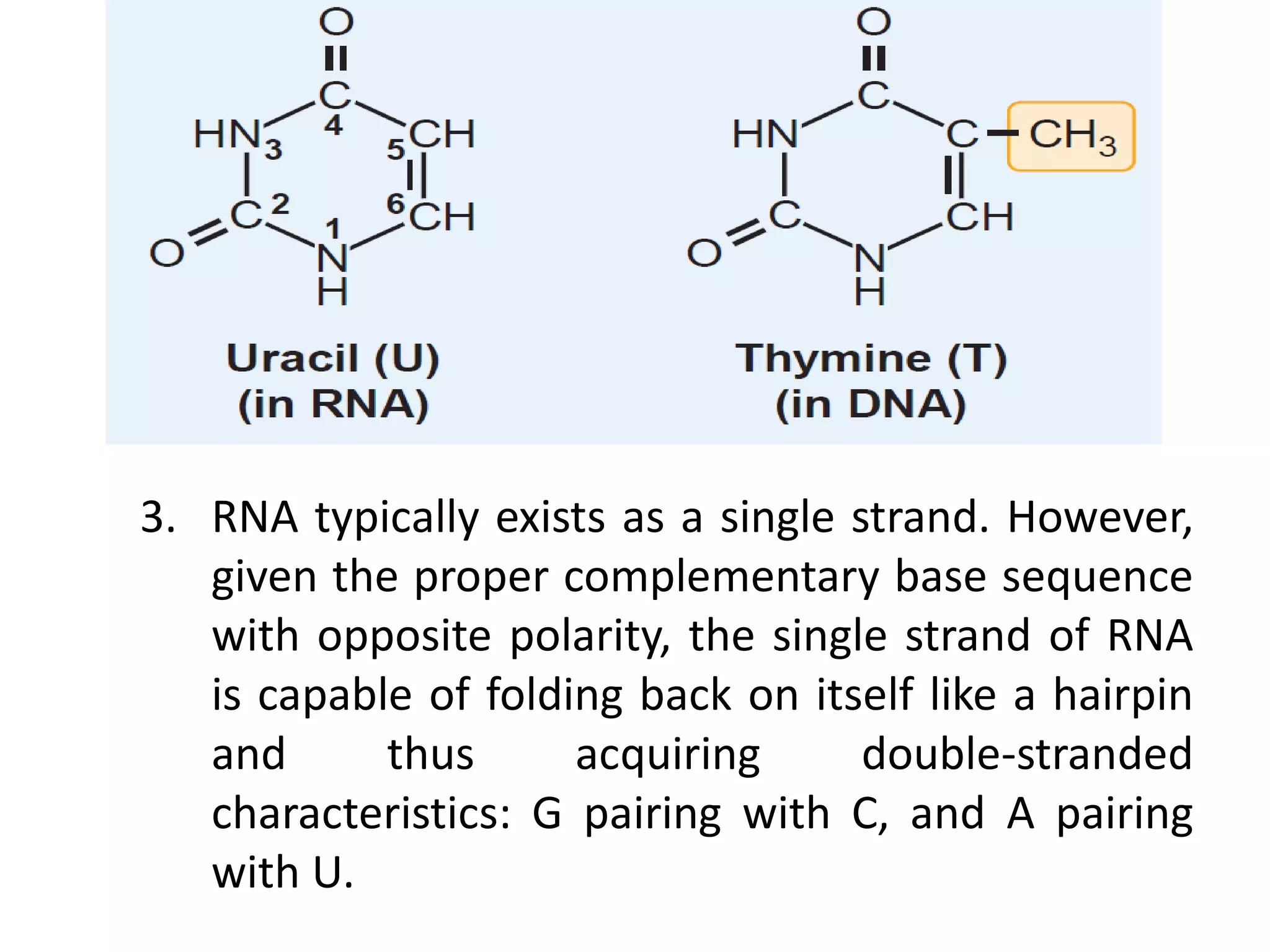 3. RNA typically exists as a single strand. However,
given the proper complementary base sequence
with opposite polarity, the single strand of RNA
is capable of folding back on itself like a hairpin
and thus acquiring double-stranded
characteristics: G pairing with C, and A pairing
with U.
 