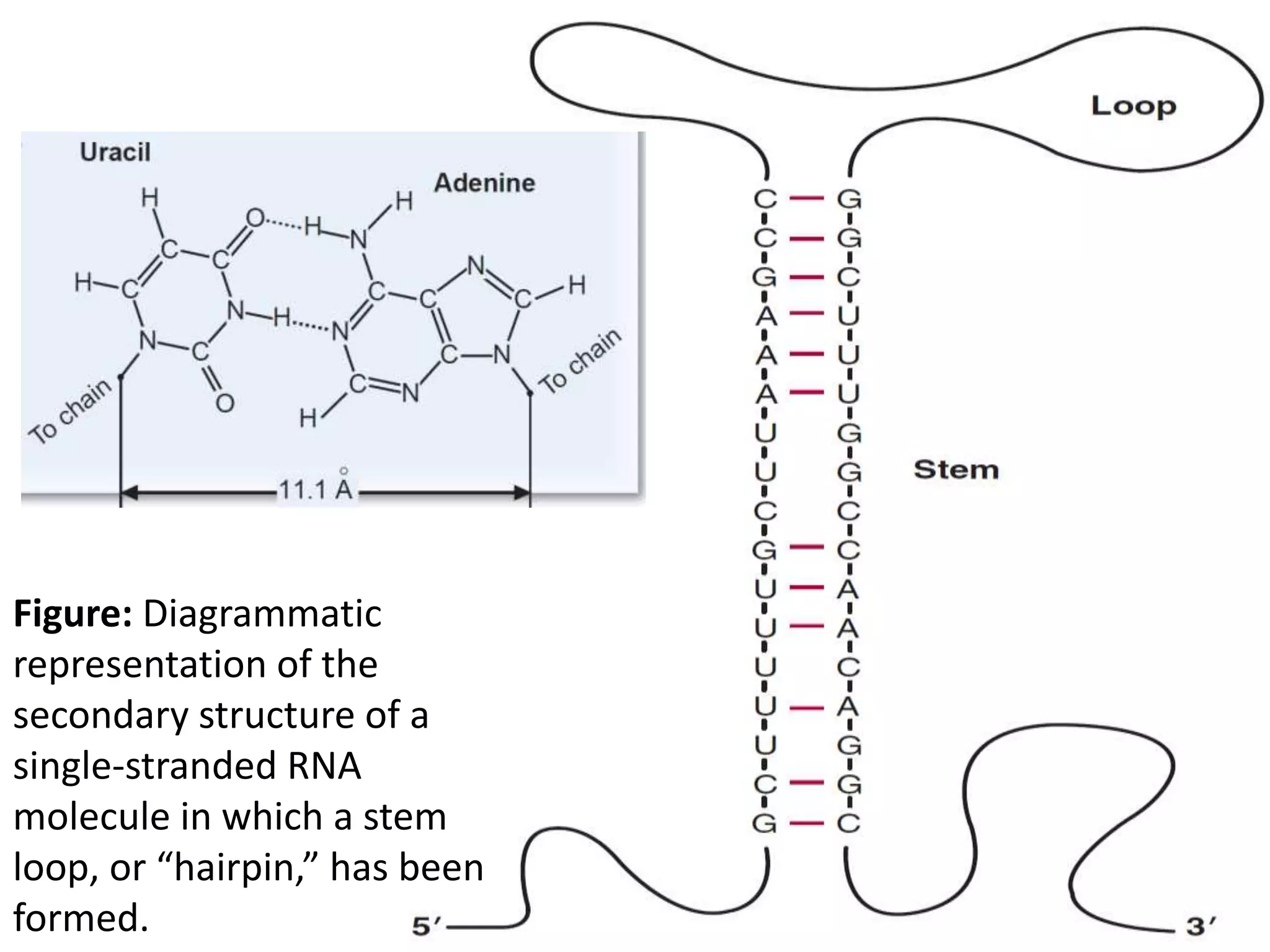 Figure: Diagrammatic
representation of the
secondary structure of a
single-stranded RNA
molecule in which a stem
loop, or “hairpin,” has been
formed.
 