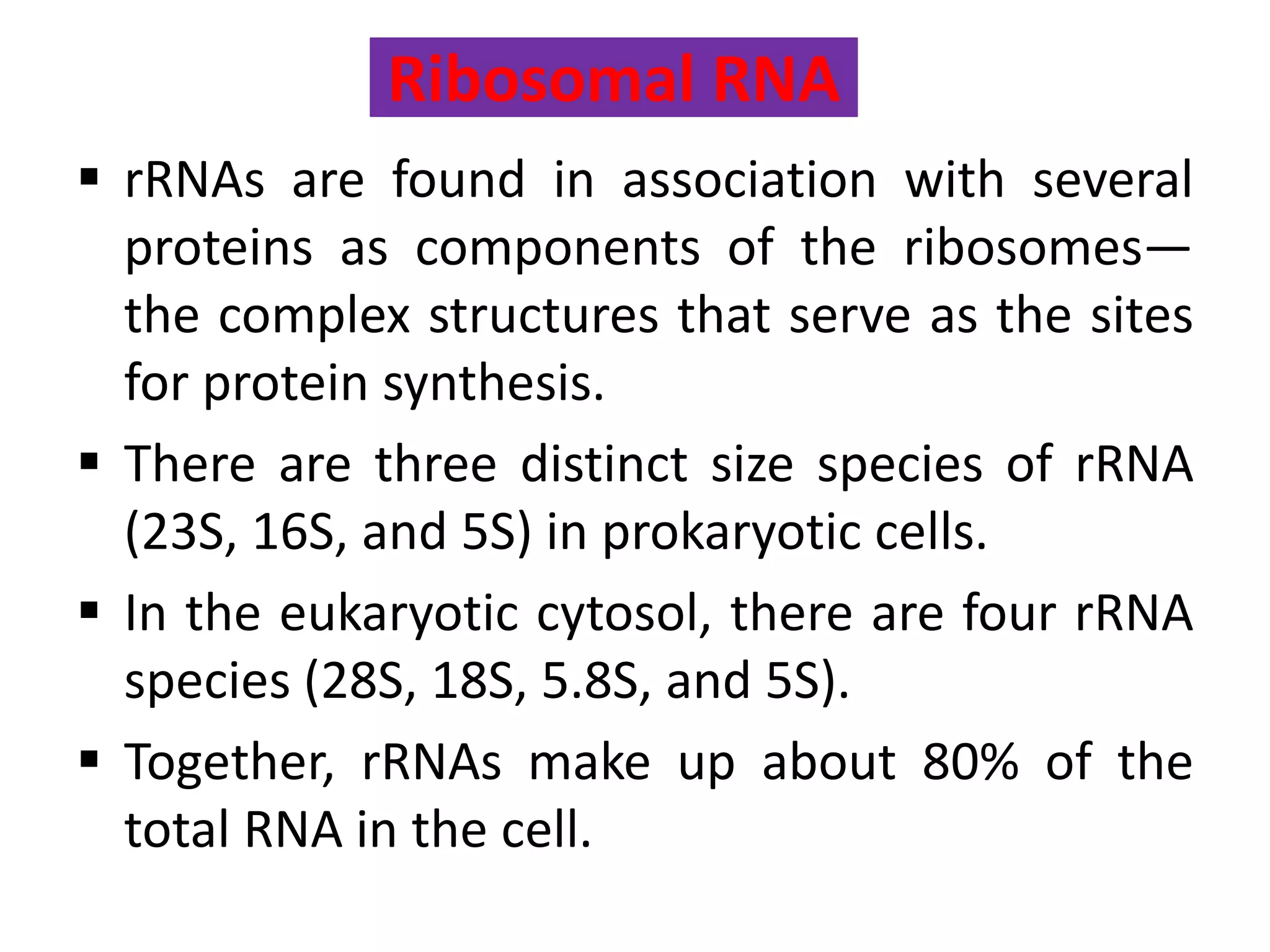 Ribosomal RNA
 rRNAs are found in association with several
proteins as components of the ribosomes—
the complex structures that serve as the sites
for protein synthesis.
 There are three distinct size species of rRNA
(23S, 16S, and 5S) in prokaryotic cells.
 In the eukaryotic cytosol, there are four rRNA
species (28S, 18S, 5.8S, and 5S).
 Together, rRNAs make up about 80% of the
total RNA in the cell.
 