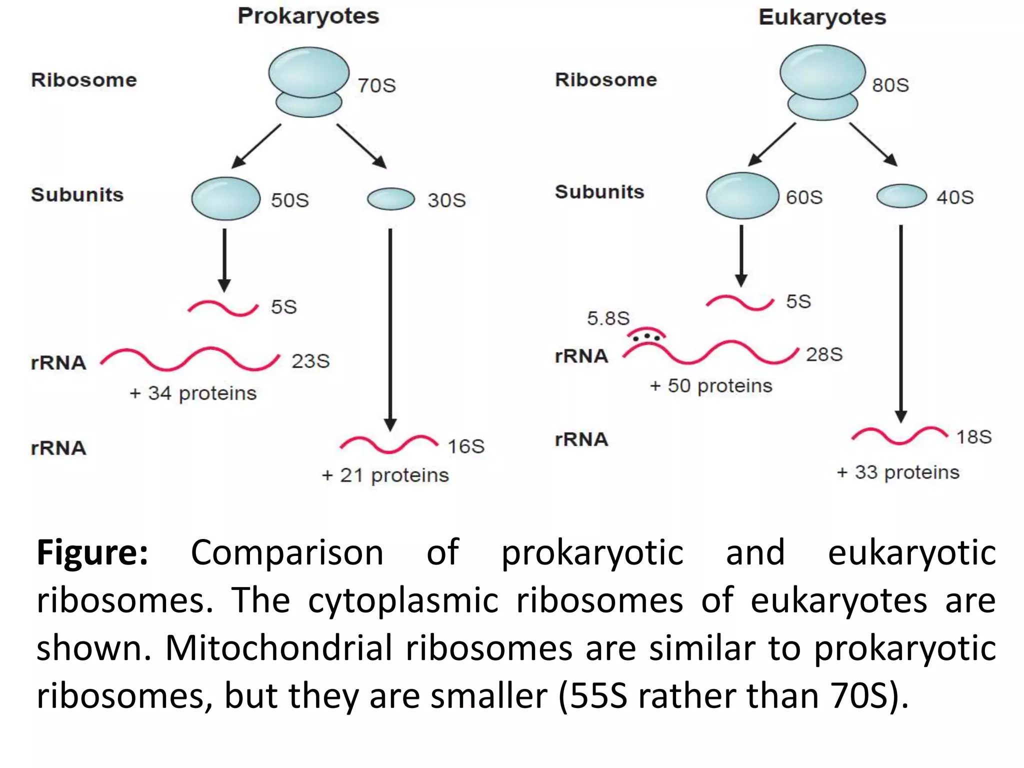 Figure: Comparison of prokaryotic and eukaryotic
ribosomes. The cytoplasmic ribosomes of eukaryotes are
shown. Mitochondrial ribosomes are similar to prokaryotic
ribosomes, but they are smaller (55S rather than 70S).
 