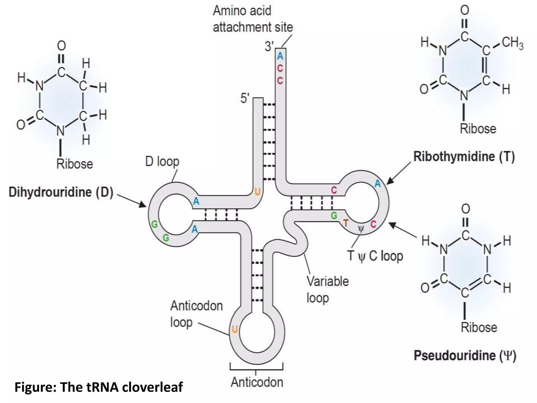Figure: The tRNA cloverleaf
 