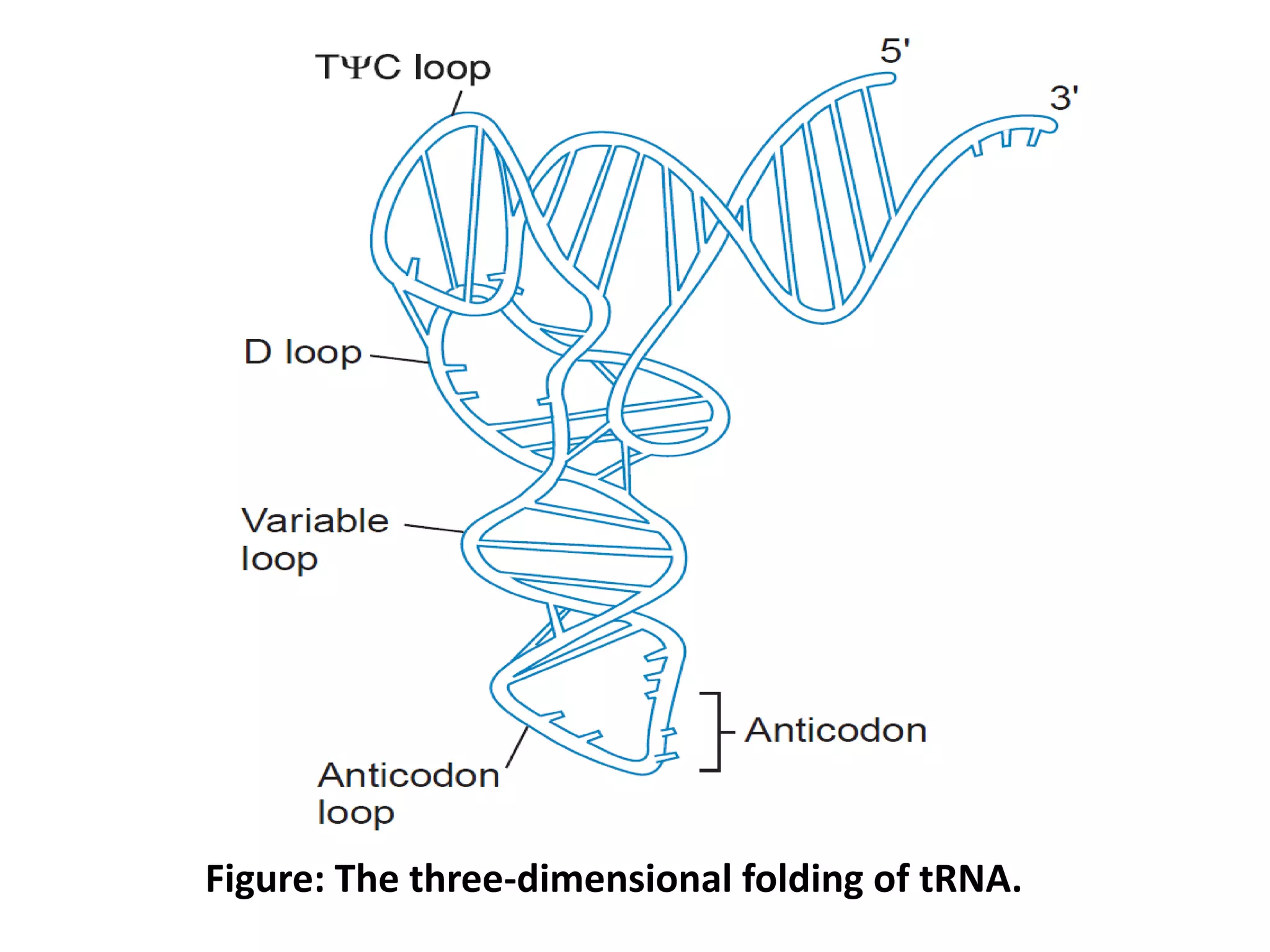Figure: The three-dimensional folding of tRNA.
 