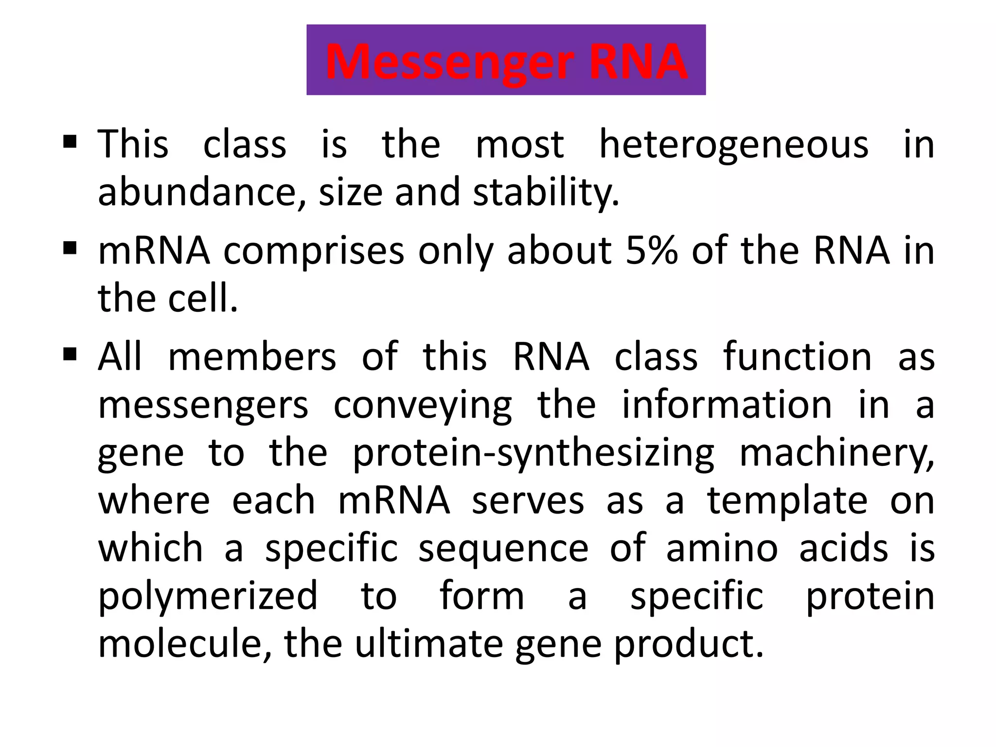 Messenger RNA
 This class is the most heterogeneous in
abundance, size and stability.
 mRNA comprises only about 5% of the RNA in
the cell.
 All members of this RNA class function as
messengers conveying the information in a
gene to the protein-synthesizing machinery,
where each mRNA serves as a template on
which a specific sequence of amino acids is
polymerized to form a specific protein
molecule, the ultimate gene product.
 