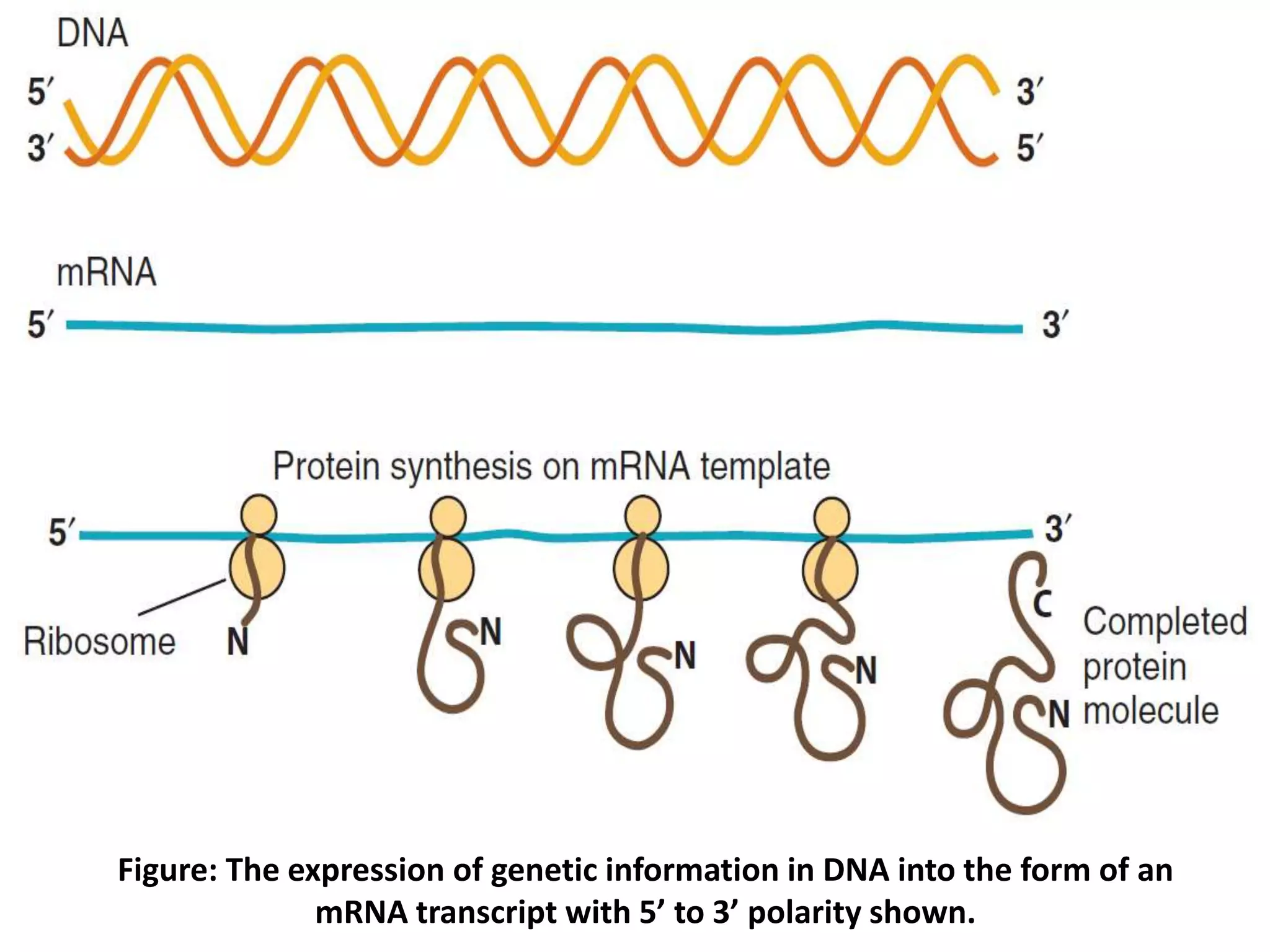 Figure: The expression of genetic information in DNA into the form of an
mRNA transcript with 5’ to 3’ polarity shown.
 