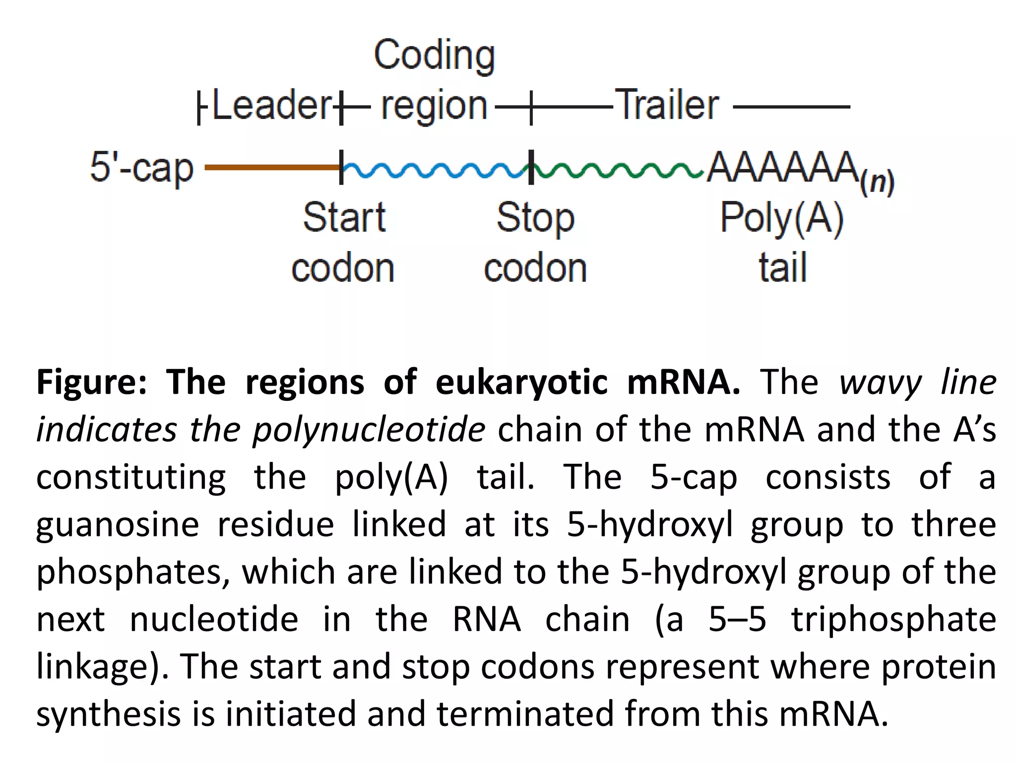 Figure: The regions of eukaryotic mRNA. The wavy line
indicates the polynucleotide chain of the mRNA and the A’s
constituting the poly(A) tail. The 5-cap consists of a
guanosine residue linked at its 5-hydroxyl group to three
phosphates, which are linked to the 5-hydroxyl group of the
next nucleotide in the RNA chain (a 5–5 triphosphate
linkage). The start and stop codons represent where protein
synthesis is initiated and terminated from this mRNA.
 