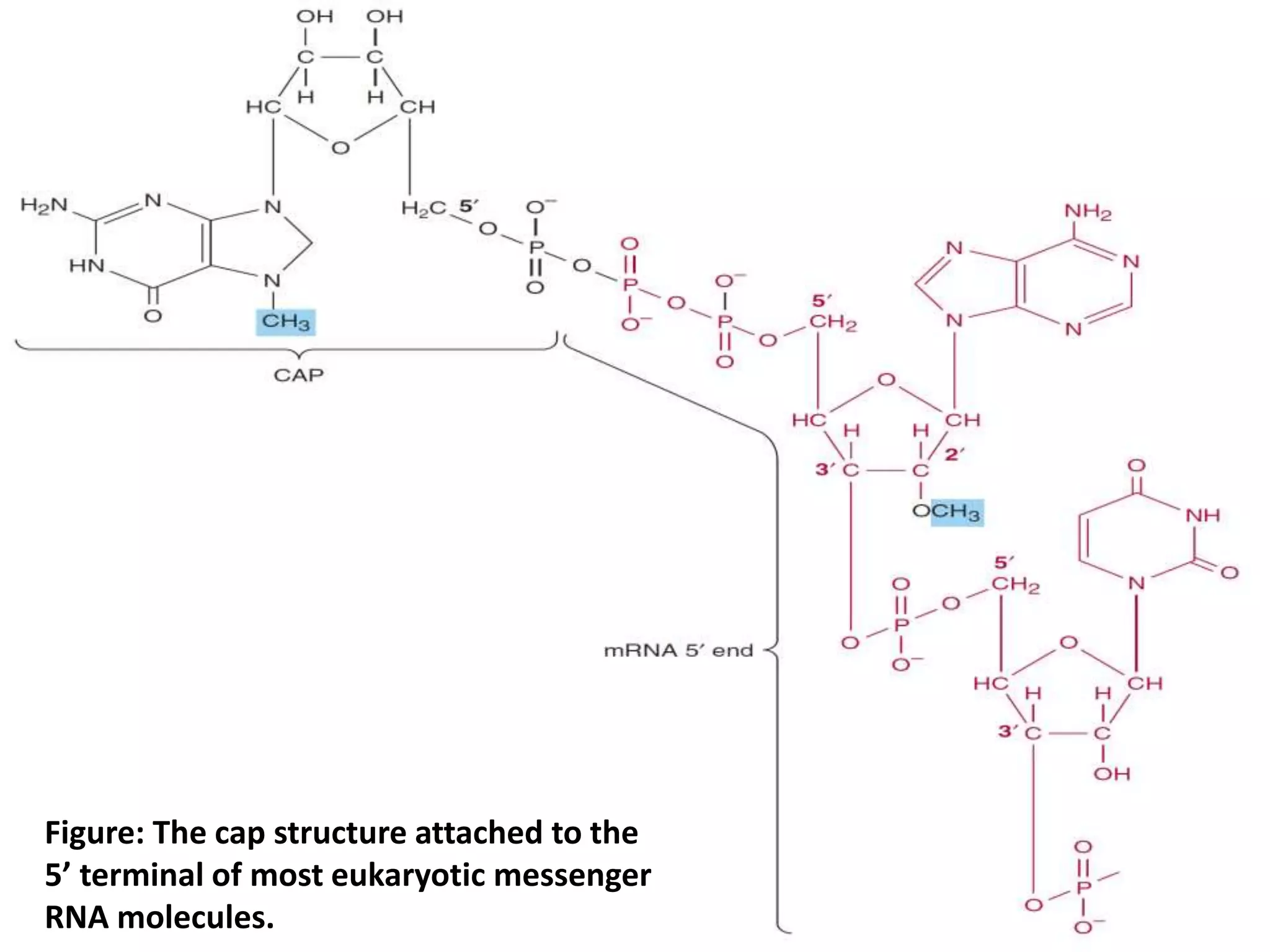 Figure: The cap structure attached to the
5’ terminal of most eukaryotic messenger
RNA molecules.
 
