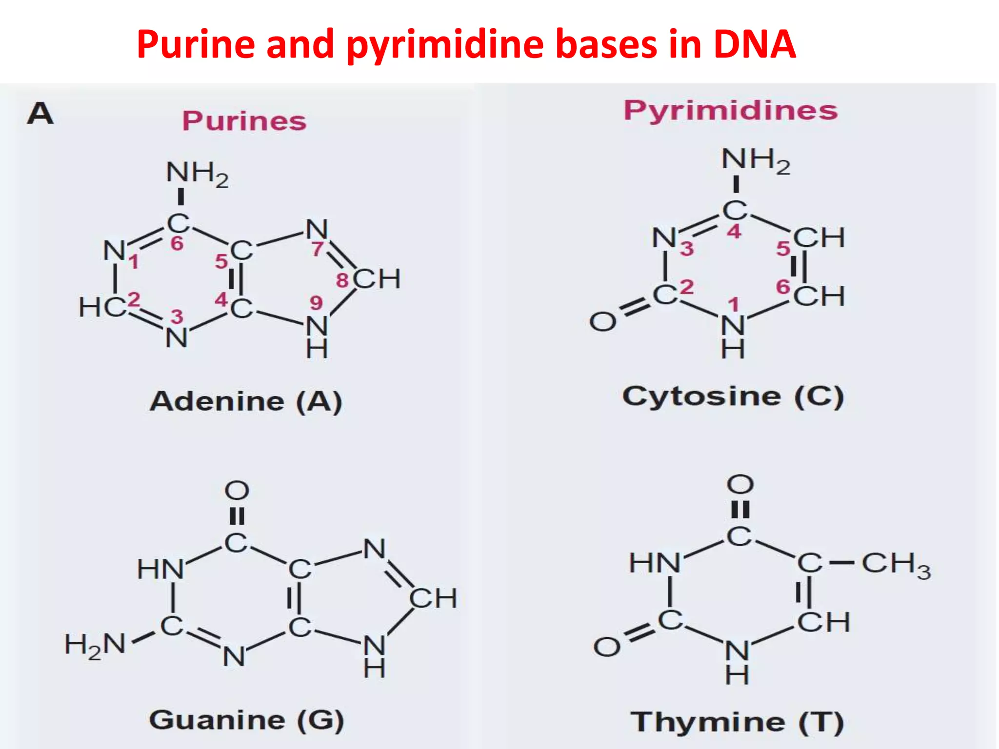 Purine and pyrimidine bases in DNA
 