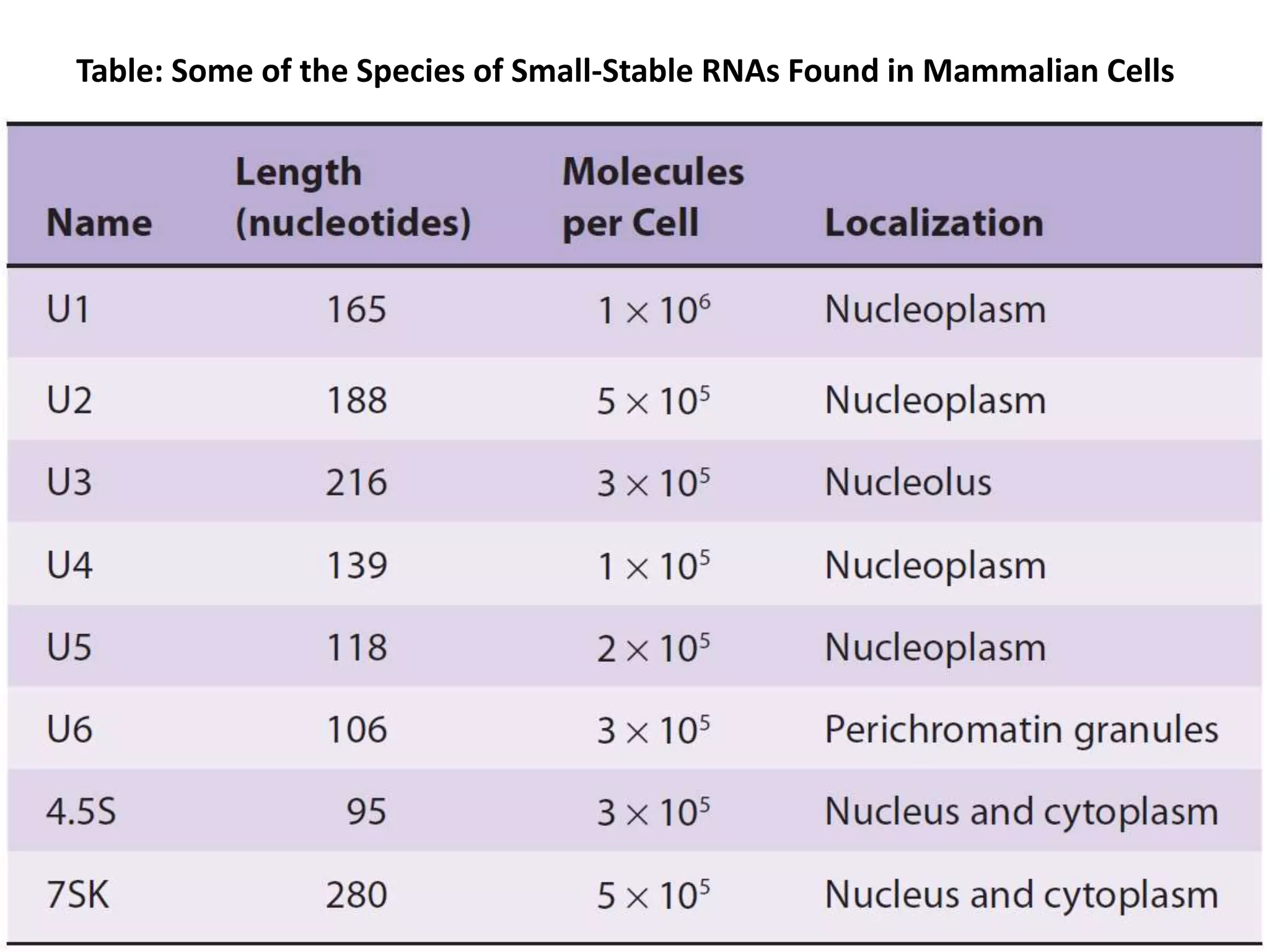 Table: Some of the Species of Small-Stable RNAs Found in Mammalian Cells
 