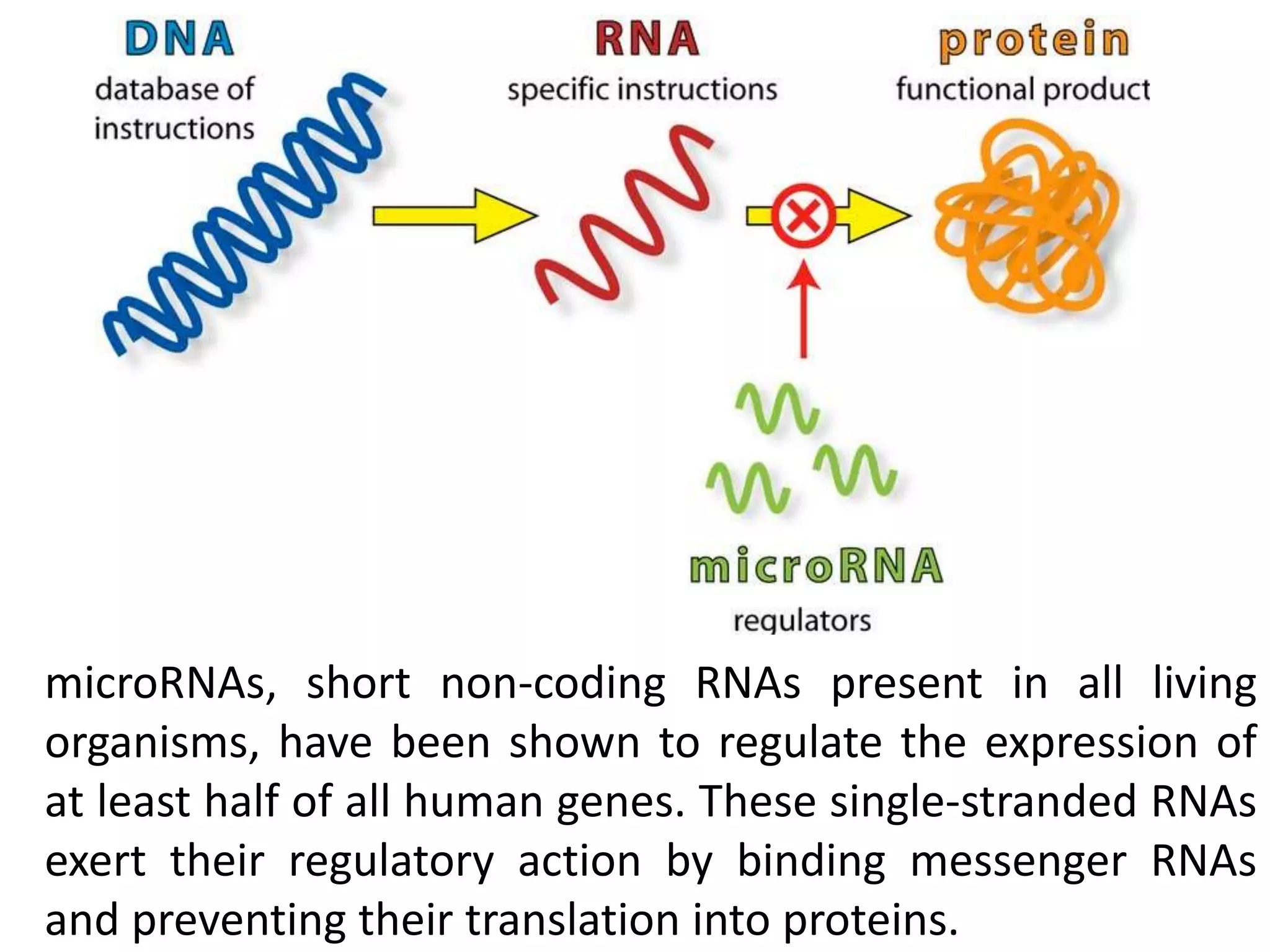 microRNAs, short non-coding RNAs present in all living
organisms, have been shown to regulate the expression of
at least half of all human genes. These single-stranded RNAs
exert their regulatory action by binding messenger RNAs
and preventing their translation into proteins.
 