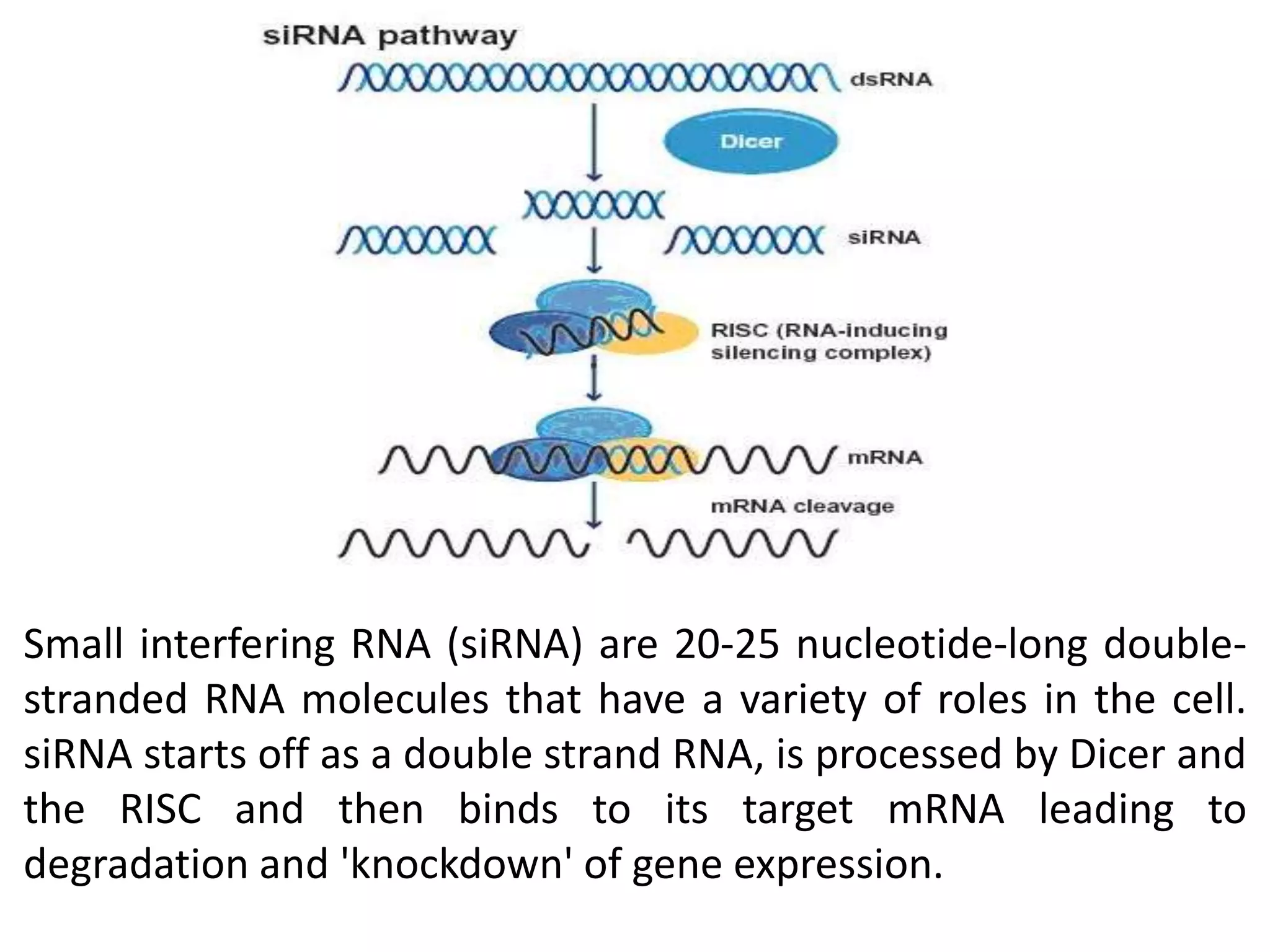 Small interfering RNA (siRNA) are 20-25 nucleotide-long double-
stranded RNA molecules that have a variety of roles in the cell.
siRNA starts off as a double strand RNA, is processed by Dicer and
the RISC and then binds to its target mRNA leading to
degradation and 'knockdown' of gene expression.
 