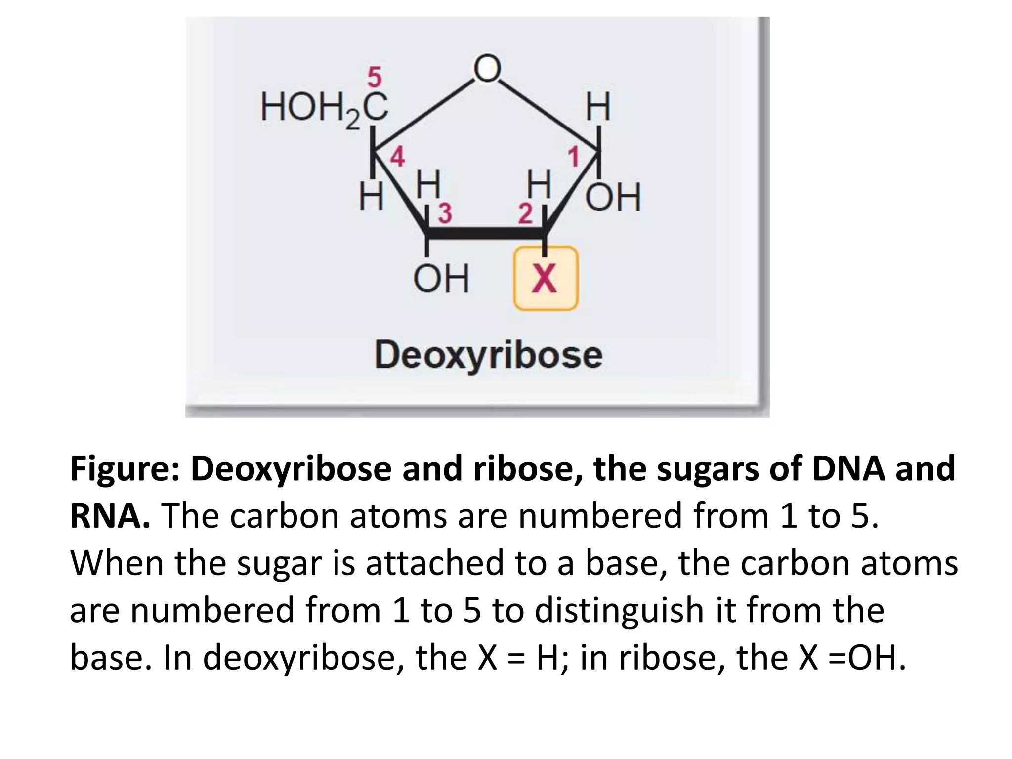 Figure: Deoxyribose and ribose, the sugars of DNA and
RNA. The carbon atoms are numbered from 1 to 5.
When the sugar is attached to a base, the carbon atoms
are numbered from 1 to 5 to distinguish it from the
base. In deoxyribose, the X = H; in ribose, the X =OH.
 