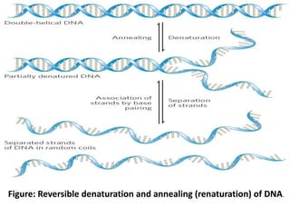 Nucleic acid structure and function | PPTX