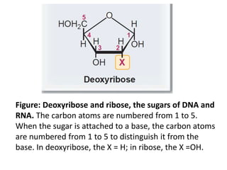 Dna Ribose Nucleic acid structure and function | PPTX