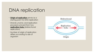 Nucleic acid structure, DNA replication and chromosome structure.pptx