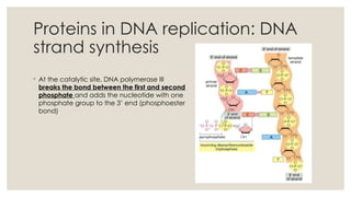 Nucleic acid structure, DNA replication and chromosome structure.pptx