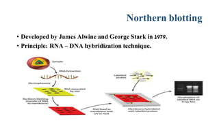 Nucleic acid techniques in diagnostic microbiology | PPTX