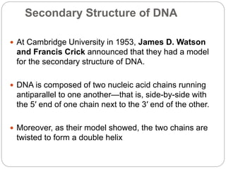 Secondary Structure of DNA
 At Cambridge University in 1953, James D. Watson
and Francis Crick announced that they had a model
for the secondary structure of DNA.
 DNA is composed of two nucleic acid chains running
antiparallel to one another—that is, side-by-side with
the 5′ end of one chain next to the 3′ end of the other.
 Moreover, as their model showed, the two chains are
twisted to form a double helix
 