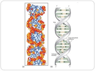 Nucleic Acid types and structure.pptx full