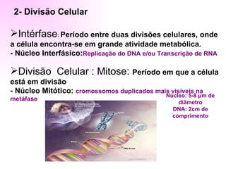2- Divisão Celular

Intérfase: Período entre duas divisões celulares, onde
a célula encontra-se em grande atividade metabólica.
- Núcleo Interfásico:Replicação do DNA e/ou Transcrição de RNA

Divisão Celular : Mitose: Período em que a célula
está em divisão
- Núcleo Mitótico: cromossomos duplicados mais visíveis na
                                              Núcleo: 5-8 μm de
metáfase
                                                  diâmetro
                                                DNA: 2cm de
                                                comprimento
 