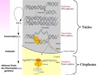transcrição




    tradução




efetores finais
da informação
   genética
 