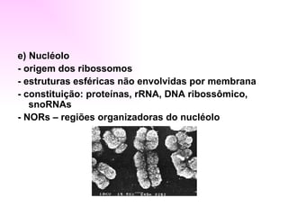 e) Nucléolo
- origem dos ribossomos
- estruturas esféricas não envolvidas por membrana
- constituição: proteínas, rRNA, DNA ribossômico,
   snoRNAs
- NORs – regiões organizadoras do nucléolo
 