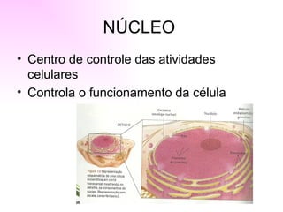 NÚCLEO
• Centro de controle das atividades
  celulares
• Controla o funcionamento da célula
 