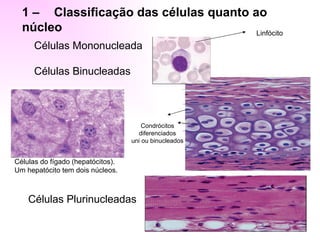 1 – Classificação das células quanto ao
  núcleo                                Linfócito
      Células Mononucleada

      Células Binucleadas



                                       Condrócitos
                                     diferenciados
                                   uni ou binucleados


Células do fígado (hepatócitos).
Um hepatócito tem dois núcleos.



    Células Plurinucleadas
 