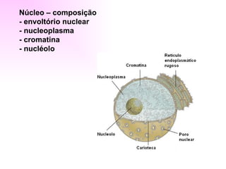 Núcleo – composição
- envoltório nuclear
- nucleoplasma
- cromatina
- nucléolo
 
