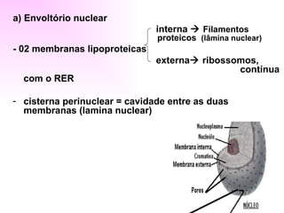 a) Envoltório nuclear
                               interna  Filamentos
                               proteicos (lâmina nuclear)
- 02 membranas lipoproteicas
                               externa ribossomos,
                                               contínua
  com o RER

- cisterna perinuclear = cavidade entre as duas
  membranas (lamina nuclear)
 