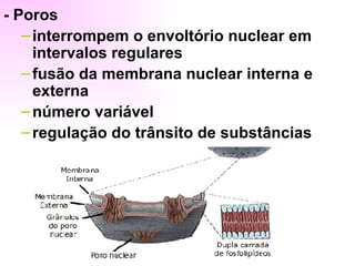- Poros
   – interrompem o envoltório nuclear em
     intervalos regulares
   – fusão da membrana nuclear interna e
     externa
   – número variável
   – regulação do trânsito de substâncias
 